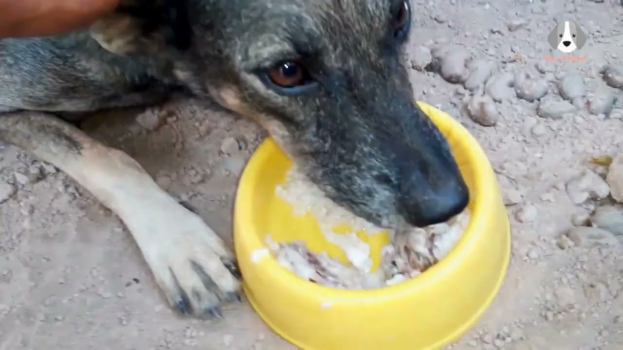 Feeding poor mother dog and 4 newborn puppies day4 | Rescue dogs 118