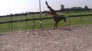 Top Jumping Prospect KWPN 3yo Gelding **SOLD**