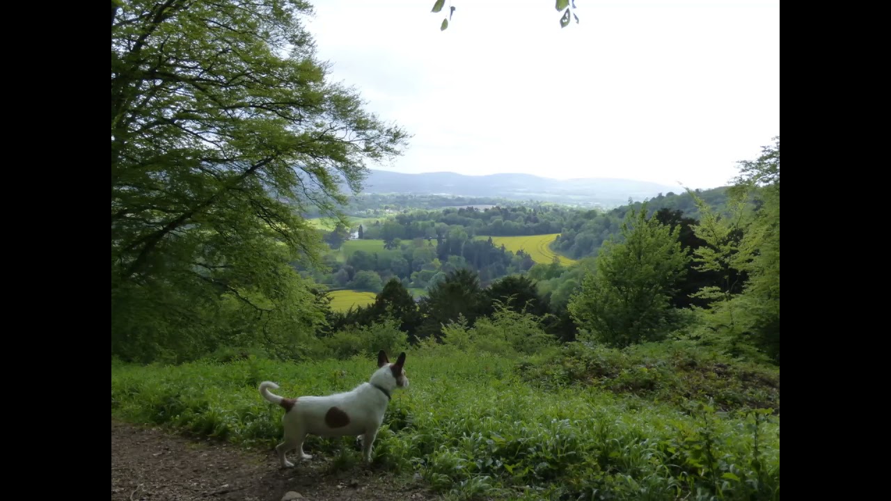 Countryside Therapy. Hampshire, UK.