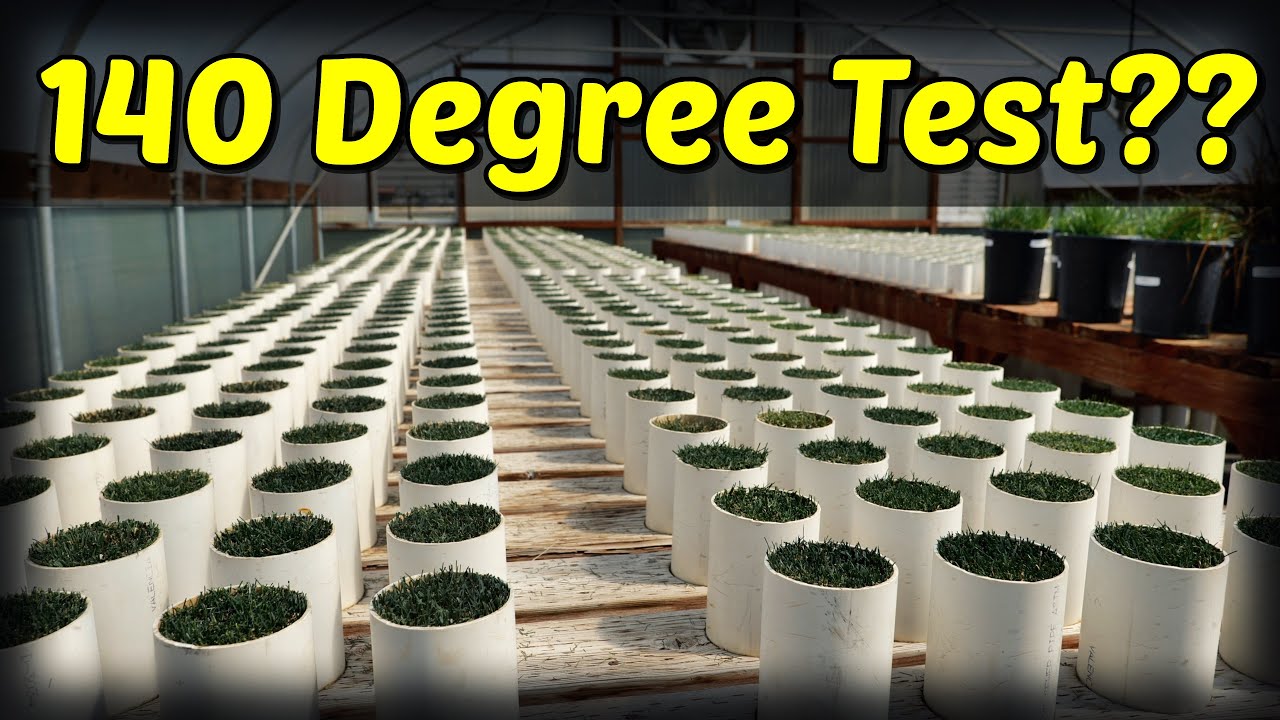 Can Grass Survive 140 Degrees For Months?? Heat Tolerance Vs Drought Tolerance