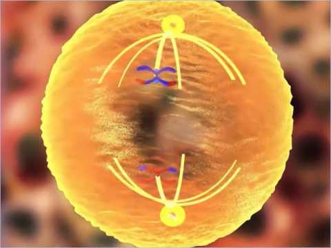 अर्धसूत्रीविभाजन 1 - कक्षा 11