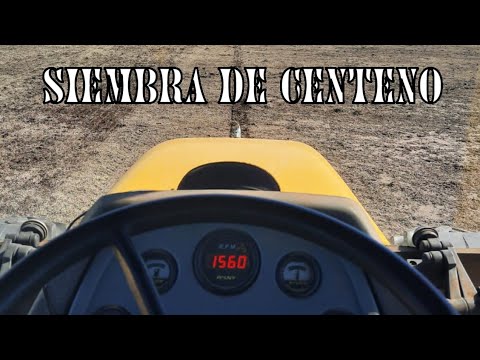 Video: Sembrando Centeno