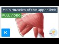 Full main muscles of the upper limb  human anatomy kenhub