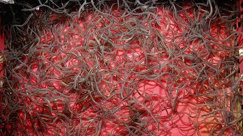Conversations between Tommy Zhou and eel fishermen