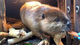 Meet Filbert and Maple the Beavers