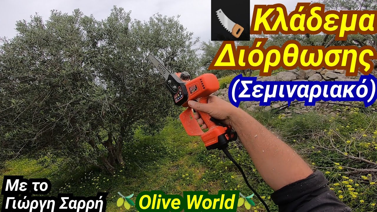 Λάθη Στο Κλάδεμα🪚 Ελιάς🫒 Κλάδεμα Διόρθωσης Και Πως  Γίνεται - (Σεμιναριακό)