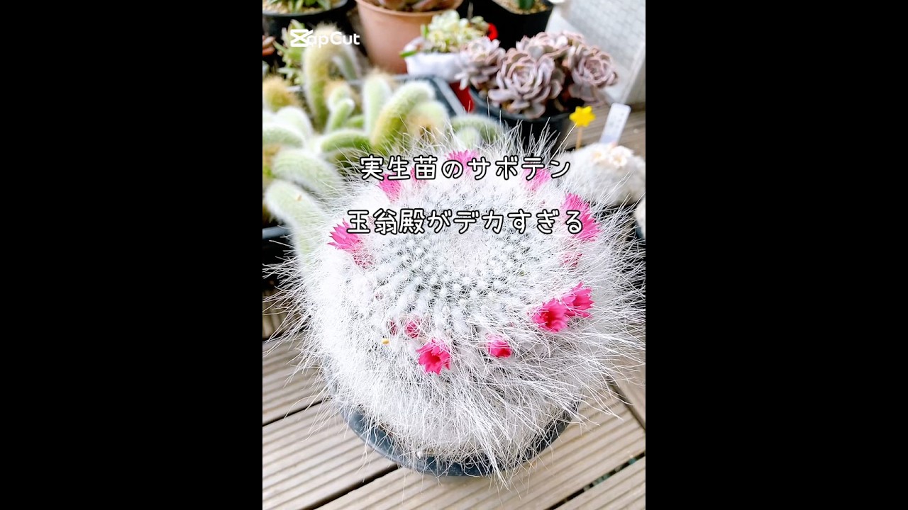 サボテン実生の玉翁殿がデカい件。開花シーズン#サボテン#cactus