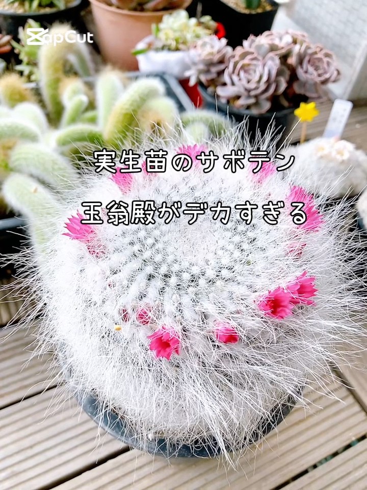 サボテン実生の玉翁殿がデカい件。開花シーズン#サボテン#cactus