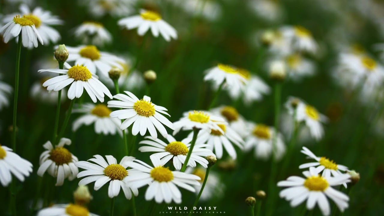 Watch Wild Daisy - Jean-Philippe Ichard on YouTube Watch Wild Daisy - Jean-Philippe Ichard on YouTube