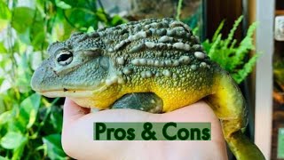 Pros & Cons of Pixie Frogs