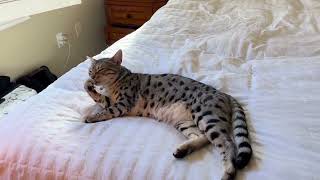 Bengal cat grooming in sunshine by Elsa and Dalila  35 views 8 months ago 27 seconds