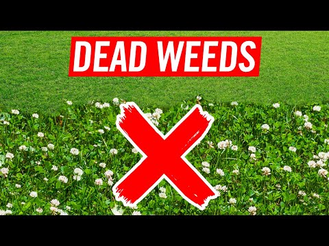 How to Kill Weeds Such as Clover in a Centipede Lawn - Broadleaf and Grassy Weeds and Sedges