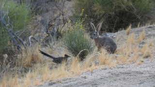 Young roadrunners hone their hunting skills
