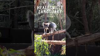 Healesville Sanctuary, Victoria, Australia 🇦🇺