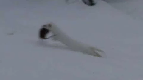 Ласка зимой.