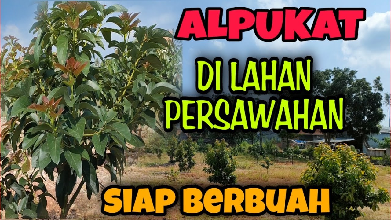 Alpukat di lahan persawahan tumbuh subur di kebun bitshop king