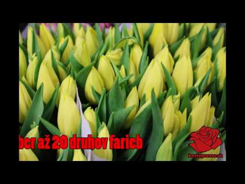 Video: XXIV. Medzinárodná Výstava Kvetov, Rastlín, Vybavenia A Materiálov Pre Okrasné Záhradníctvo A Kvetinárstvo „KVETY / KVETY-2017“