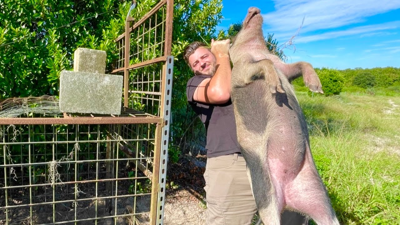 James Cook Hogs BIG Wild Hog Trapping & Cooking! Unique Recipe (Sugarcane Marinated ...