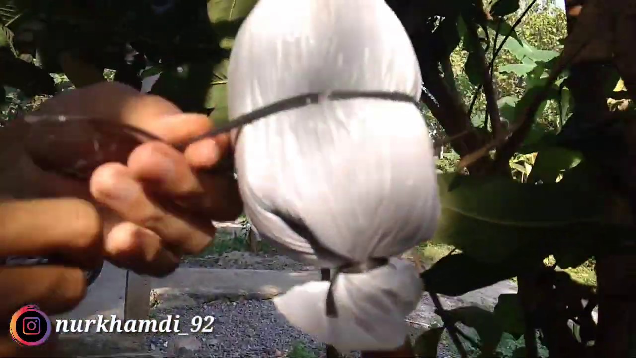 Cara mencangkok jambu biji dengan media tanah