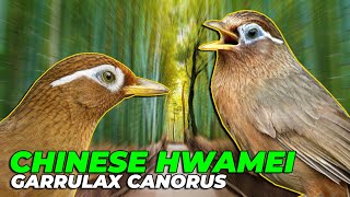 #05 | CHINESE HWAMEI. WADUH..! BURUNG INI PENGHASIL KUTU..? KOK BISA..?