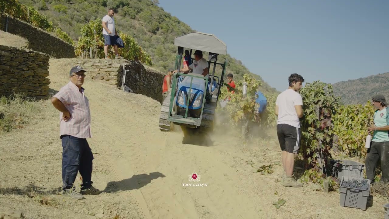 2024 Harvest at Quinta de Vargellas - Best Moments