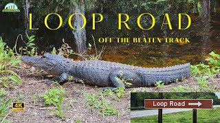 Exploring the Everglades Loop Road s Gators