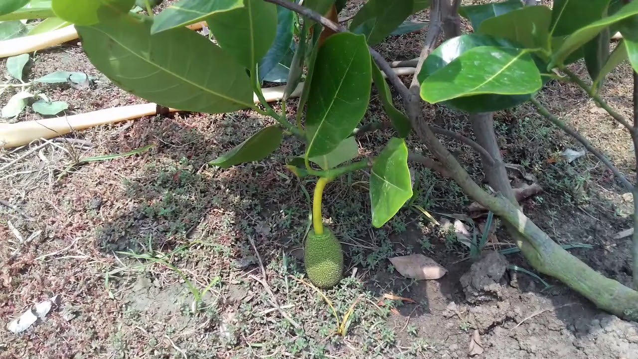 All time jackfruit Baromasi kathal plants - YouTube