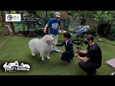 みちのくファームさんのおやつを食べ比べしたアランとベルとリリーです Great Pyrenees グレートピレニーズ