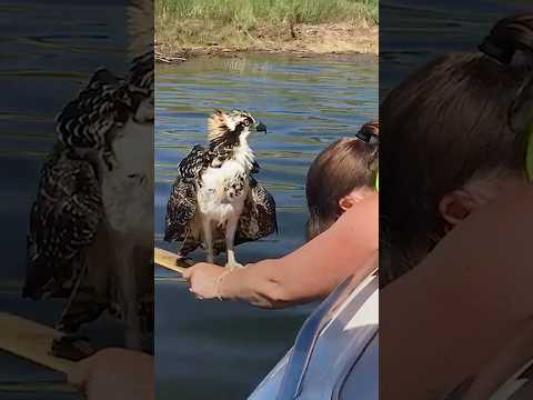 Woman Risks Her Life To Save An Osprey thumbnail