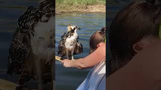 Woman Risks Her Life To Save An Osprey