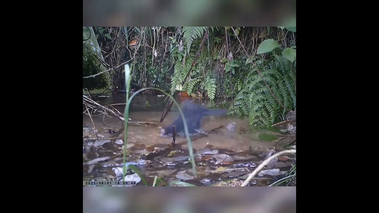 Gli Uccelli Passeriformi (Il Loro Canto e le loro abitudini)