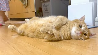 掃除中でも簡単には動かない短足猫！-A cat that doesn't move to clean.-