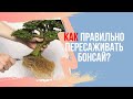 Как правильно пересаживать Бонсай