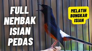 MURAI BATU GACOR FULL ISIAN TEMBAKAN DAN KRETEKAN SANGAT AMPUH MEMANCING EMOSI MURAI BATU