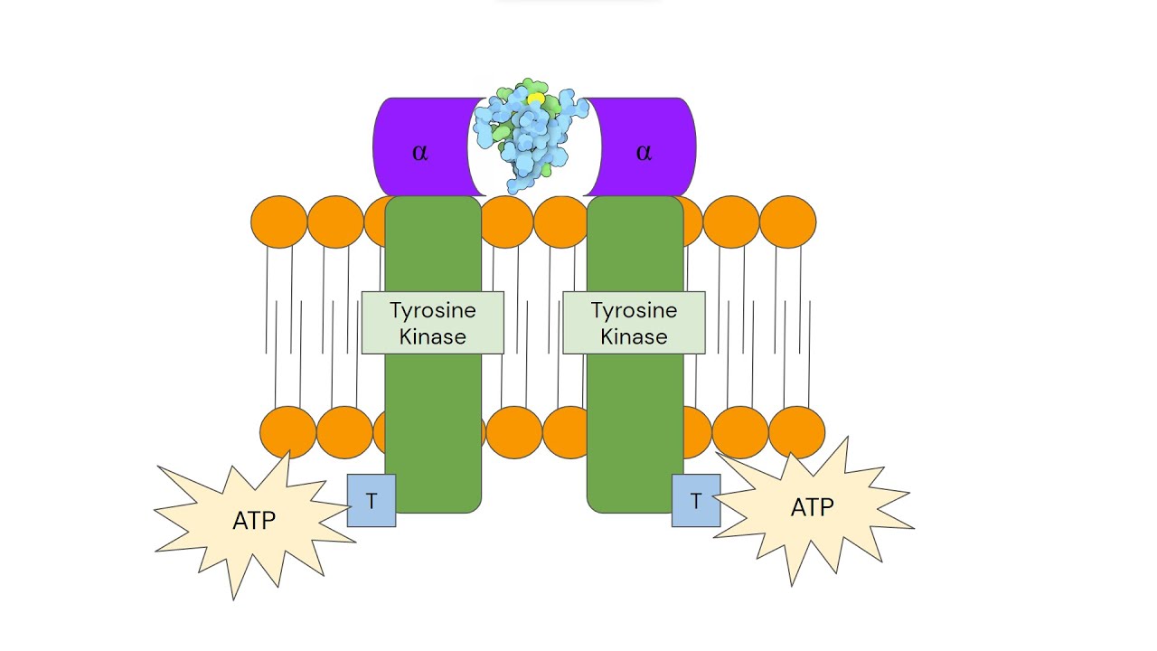 Insulin Signal Transduction - YouTube