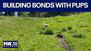 Building a stronger bond with your pup