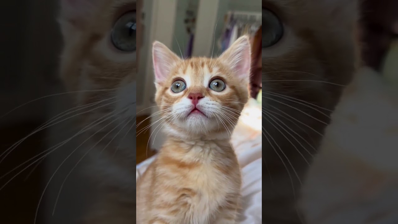 Dog 🐕 Cute 🥰🥰 Hii Baba