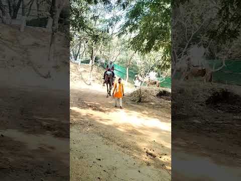 camel ride in gurugram full day masti #fun #camel #camelride #gurugram