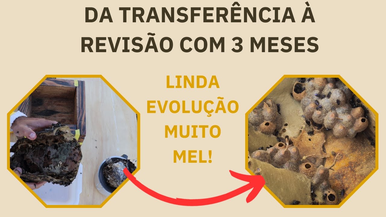 TUBUNA  - TRANSFERÊNCIA ATÉ A REVISÃO