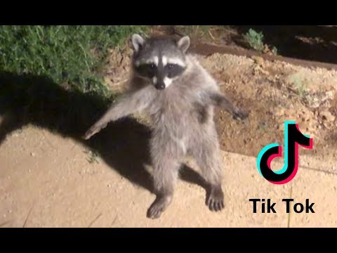 Tariq Nasheed: TiKTok Tapdancing