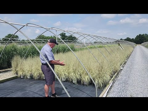 فيديو: معلومات Bluestem الصغيرة - كيفية زراعة القليل من Bluestem في المروج والحدائق