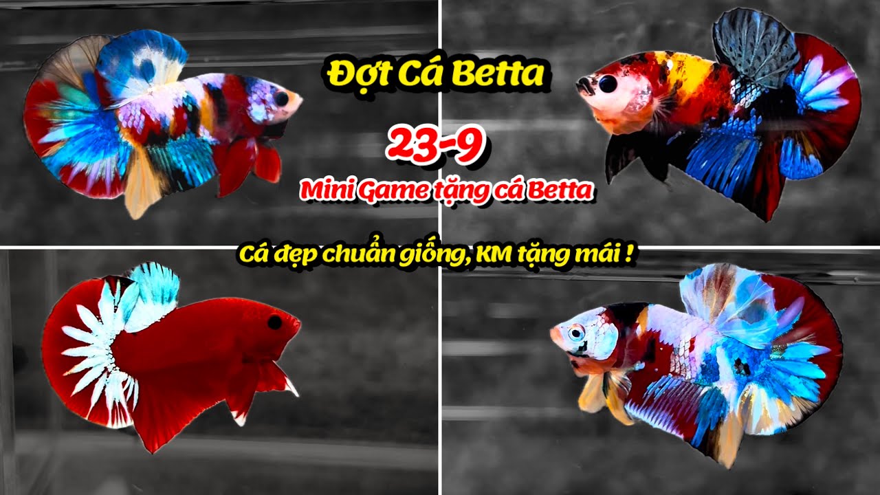 Đợt Cá Betta 23-9 Back Base Nemo, Galaxy Multicolor, Metalic, Red Fancy Star cá đẹp chuẩn giống ! 