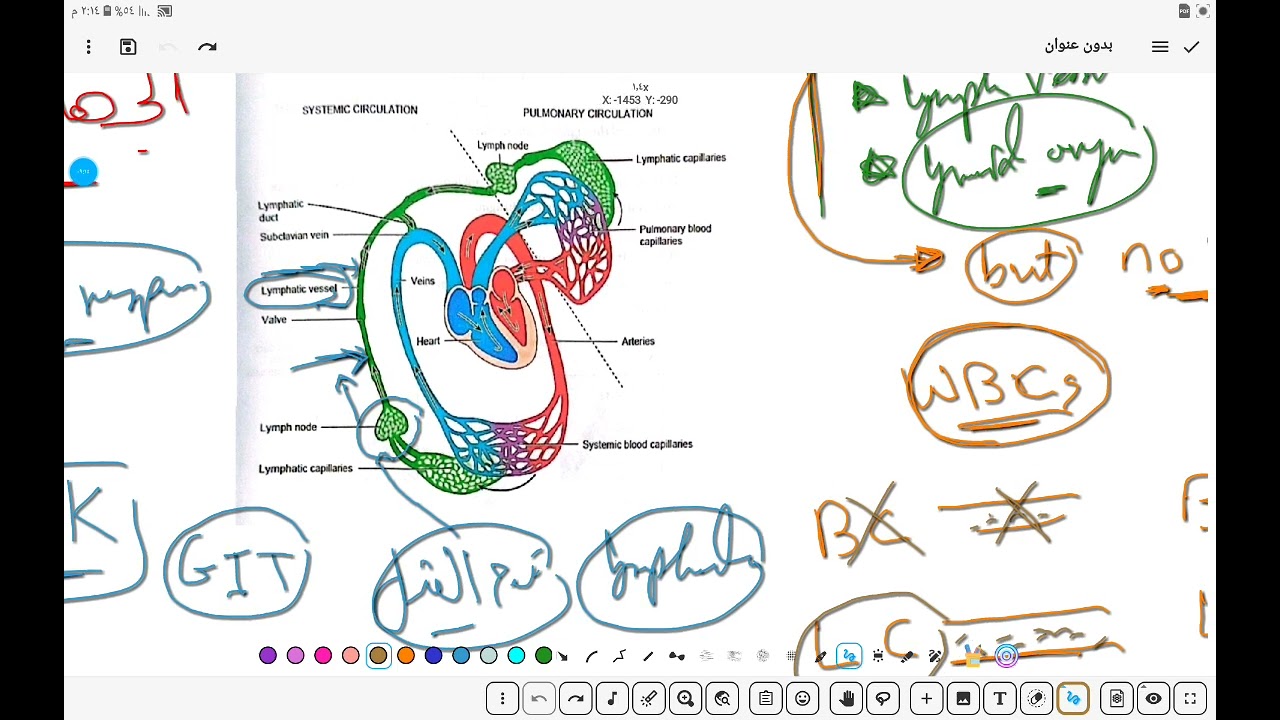 the lymphatic system B