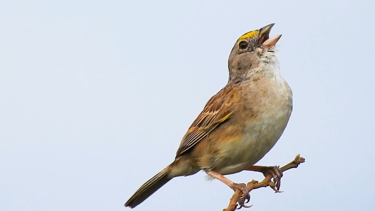 Canto Do Tico Tico Do Bico Amarelo O Canto Trinado Do Tico Tico Do Campo Belezas Naturais Ammodramus Humeralis Grassland Sparrow Youtube