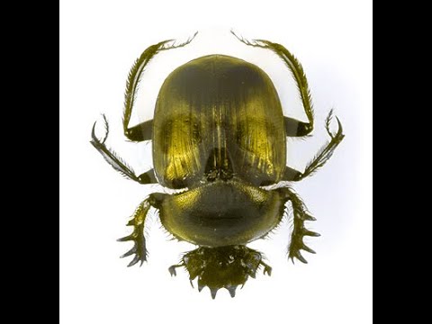 الجعران الملكي مع سمسم    