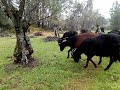 Mirar cómo comen las cabras la hierva.