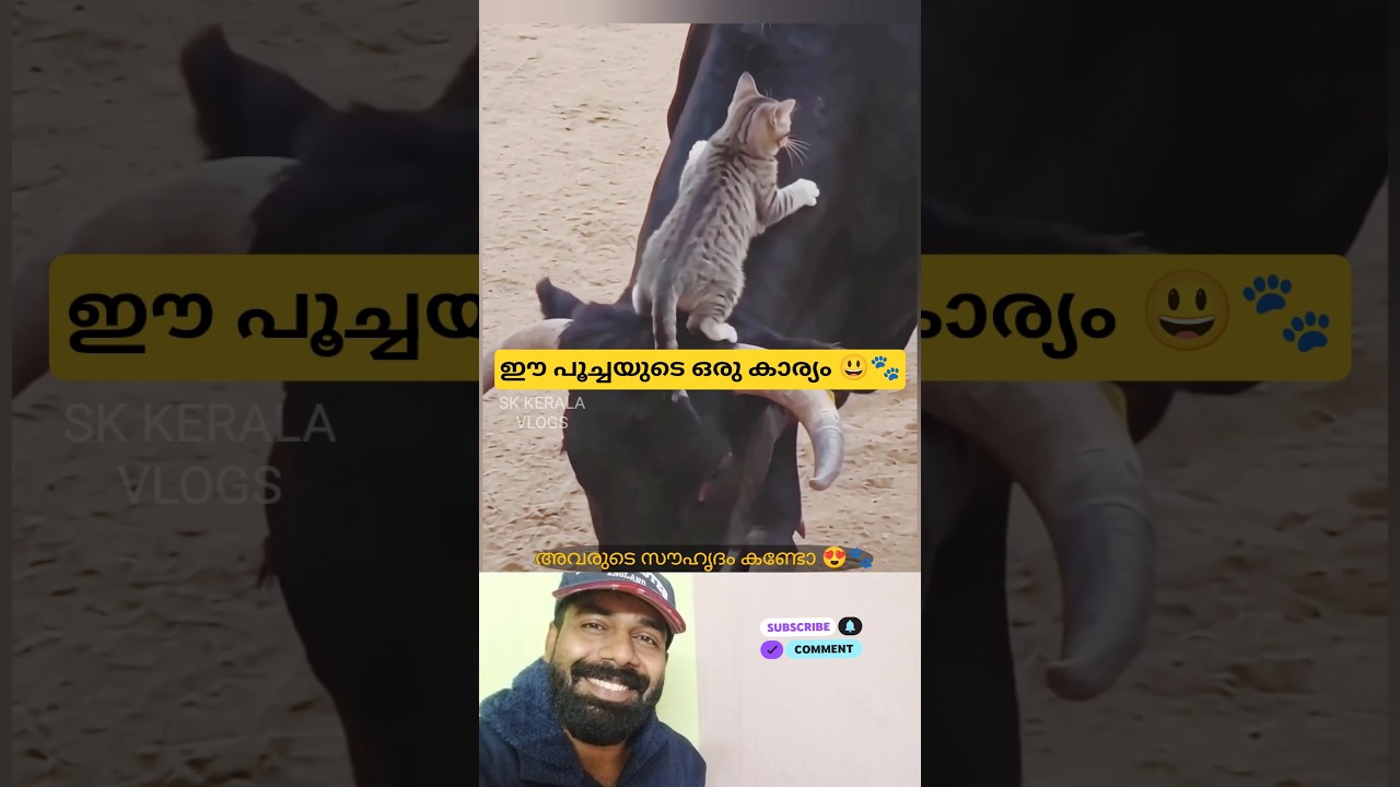 അവർ തമ്മിലുള്ള അടുപ്പം😍🐱