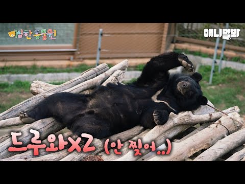 곰은 사람을..찢...아니 웃게해ㅋㅋㅋㅣ이상한동물원 E.01ㅣBears <strong>Tear</strong> Off Hu… Humors I Special Crnter For Animals Ep 1
