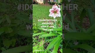 Have A Wonderful Day My Beloved Like And Sub