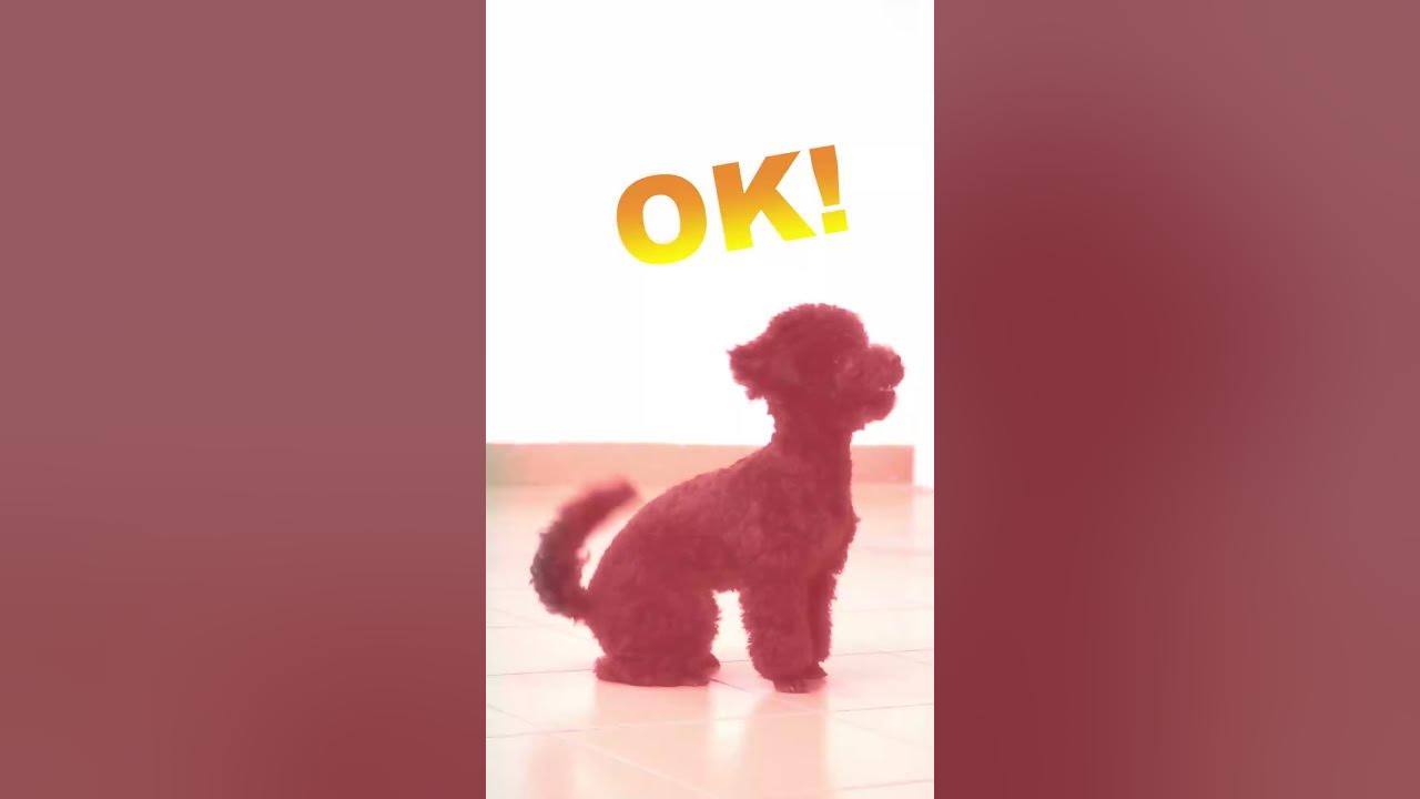 Understand Chinese New Year's Abstinence with TPLink Tapo C200 YouTube